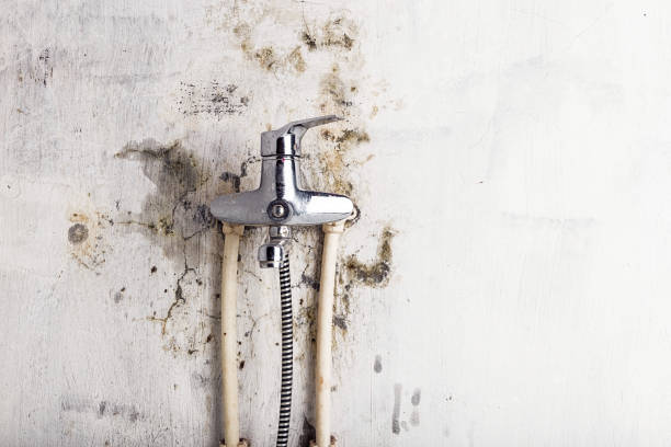 Best Emergency Mold Removal  in Dover, FL