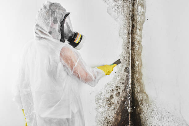 Best Crawl Space Mold Removal  in Dover, FL
