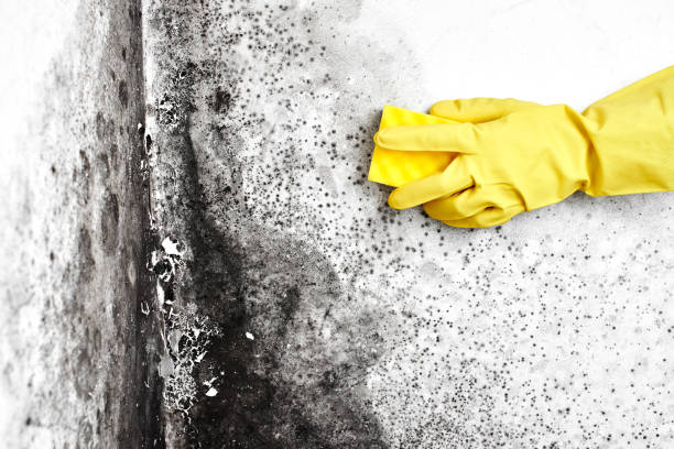 Best Professional Mold Removal  in Dover, FL