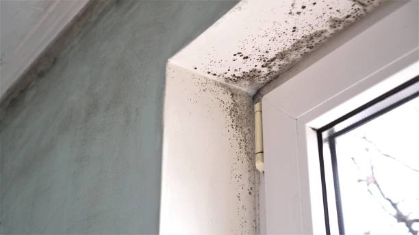 Best Crawl Space Mold Removal  in Dover, FL