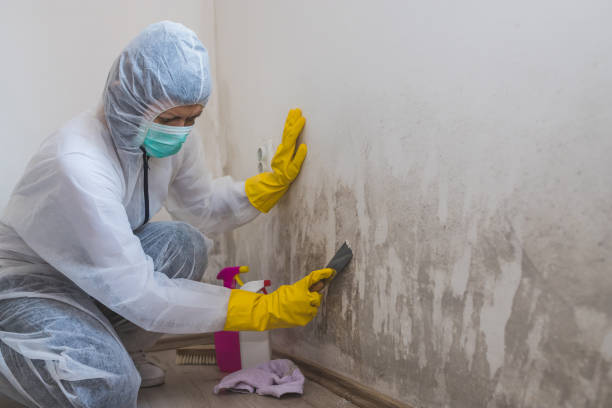Best Residential Mold Removal  in Dover, FL