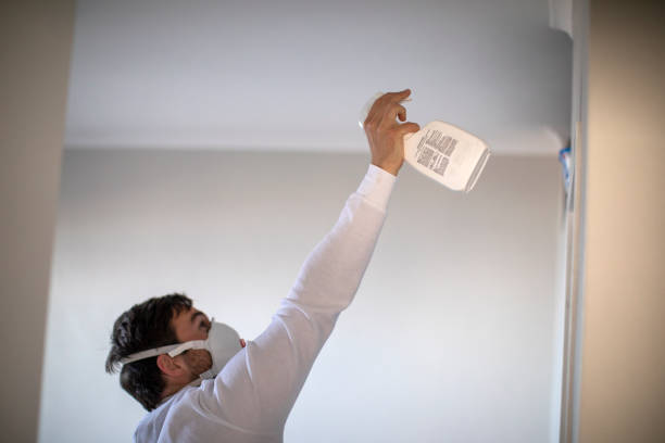 Best Black Mold Removal  in Dover, FL