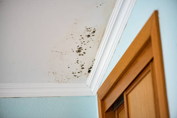Best Home Mold Removal  in Dover, FL
