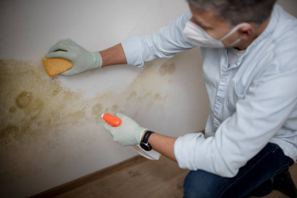 Best Mold Remediation  in Dover, FL