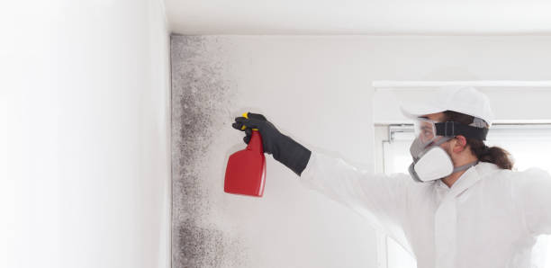 Best Mold Testing and Removal  in Dover, FL