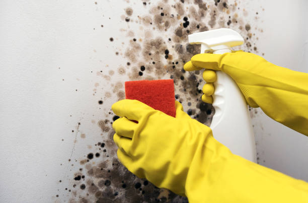 Best Home Mold Removal  in Dover, FL