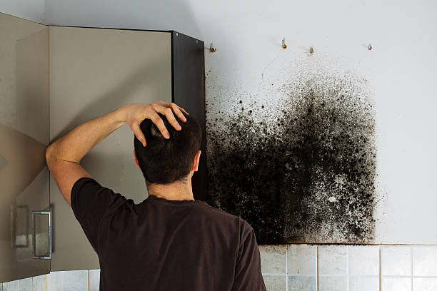 Professional Mold Removal in Dover, FL