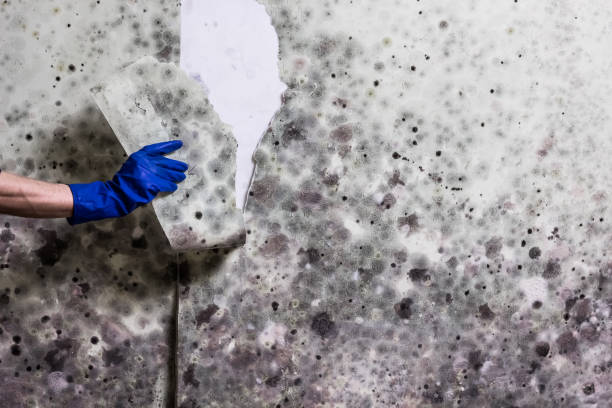 Best Best Mold Removal Companies  in Dover, FL
