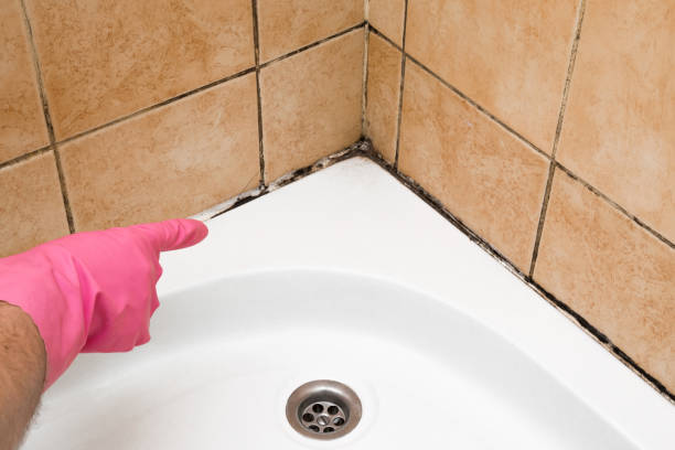 Best Same-Day Mold Removal  in Dover, FL