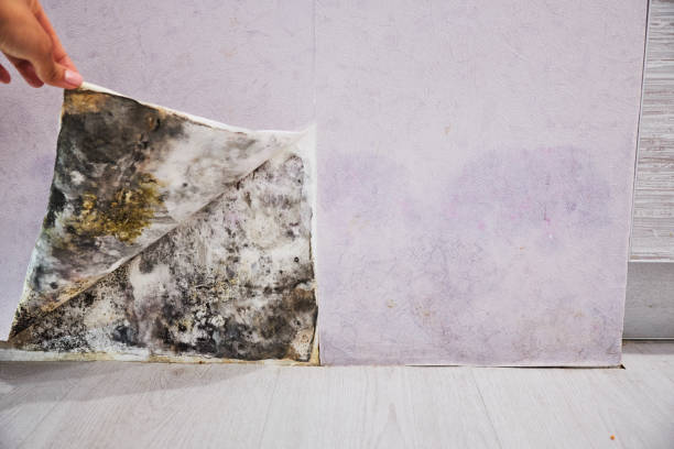Best Fast Mold Removal  in Dover, FL